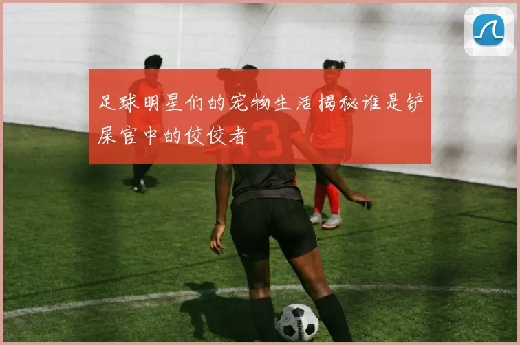 足球明星们的宠物生活揭秘谁是铲屎官中的佼佼者